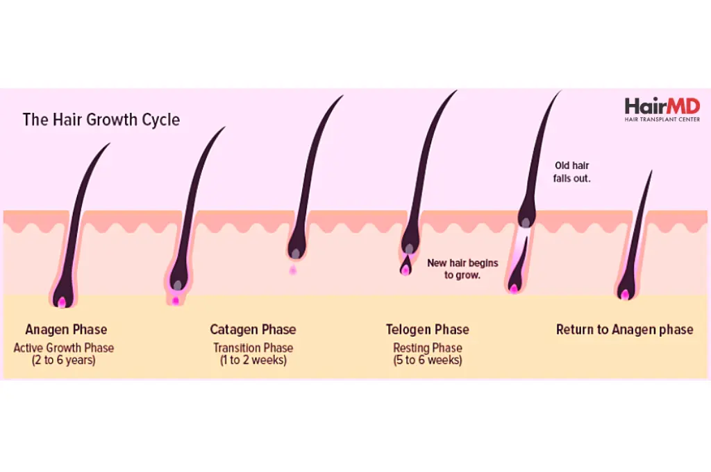 Understanding Hair Growth Cycles & Their Effects